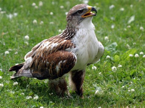 Hawk On Grass Wallpaper Wallpaper Me