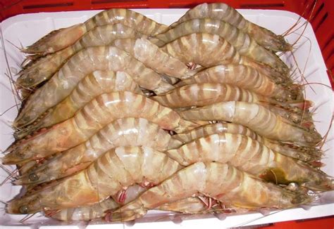 Frozen Pud Vannamei Shrimp Prawnsthailand Price Supplier 21food