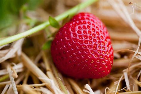 How To Tidy Strawberries In Spring Bbc Gardeners World Magazine