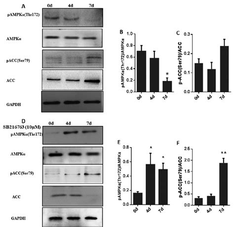 Inhibition Of Gsk3β Increased The Levels Of Pampkα T172 And Pacc