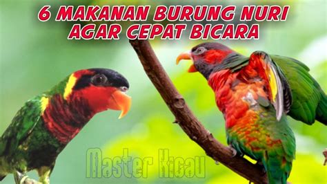 6 Makan Burung Nuri Agar Cepat Bicara Nuri Kepala Hitam Nuri Dora