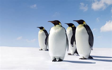 🔥 [75+] Cute Penguin Backgrounds | WallpaperSafari