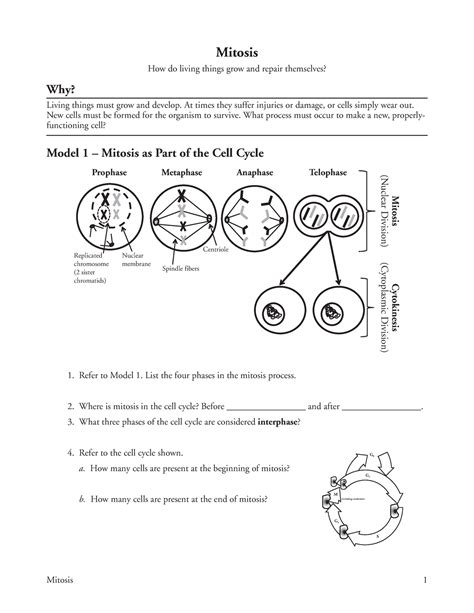 Mitosis Pogil Mitosis Mitosis How Do Living Things Grow And Repair