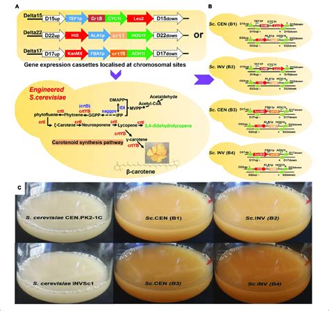 Validation Of Gene Function In Saccharomyces Cerevisiae A Gene