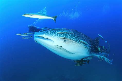 Whale Sharks Snorkeling