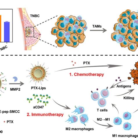 A Tumor Associated Macrophages Tams Promoting Tumor Growth In Tnbc