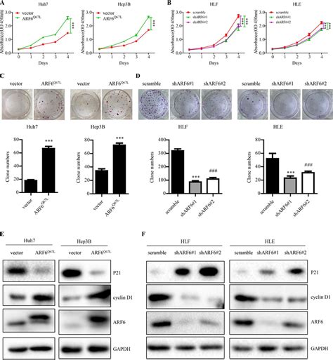 Active Arf Promotes Cell Proliferation Colony Formation And