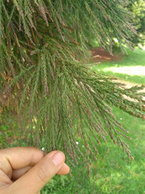 Observaci N Sequoiadendron Giganteum Lindl J Buchholz Min De Mar