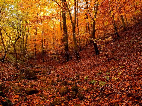 Jesen U Sumi Autumn In Forest Bojan Radosavljevic Flickr