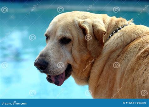 Yellow Labrador Retriever Stock Photography - Image: 418252