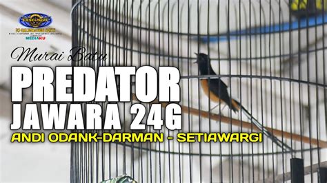 MURAI BATU PREDATOR JAWARA 24GANDI ODANK DARMAN SETIAWARGI YouTube