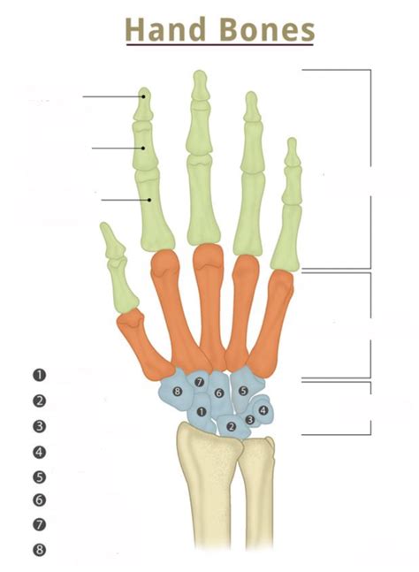 Diagram Of Hand Bony Landmarks Quizlet