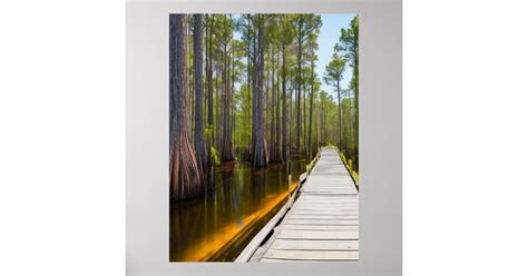 Okefenokee Swamp Poster Zazzle