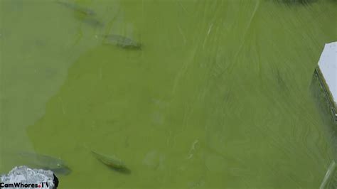 Watch Free Nova Patra A Home Made Sex Tape Twitch Streamer Porn Video OnCams TV