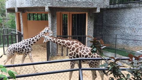 Emperor Valley Zoo Trinidad In 4k Youtube