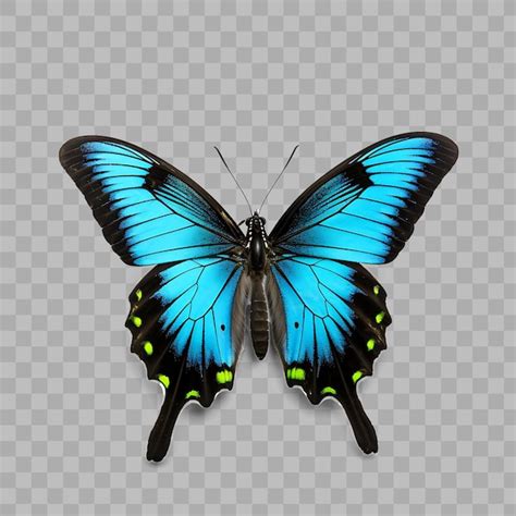 Una Mariposa Con Marcas Azules Y Amarillas Se Muestra En Un Fondo