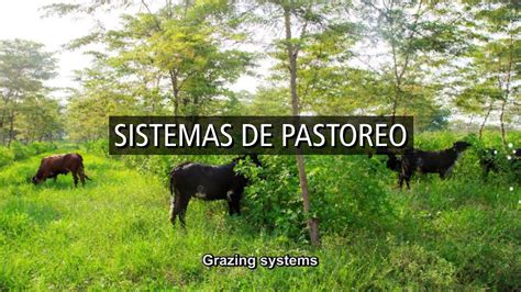 Qu Es Un Sistema De Pastoreo