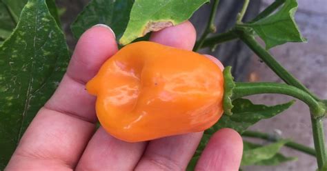 When To Pick Habaneros 3 Best Ways To Store Peppers Grow Hot Peppers