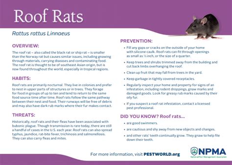 Preventing And Managing Roof Rats Fullscope Pest Control