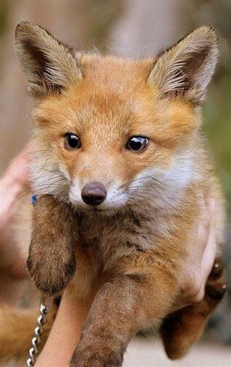 Baby fox is somebody's pet