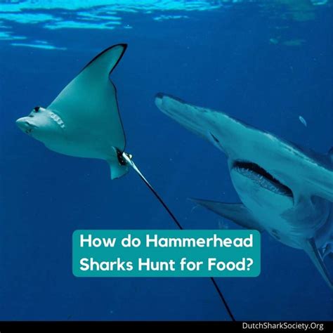 What Do Hammerhead Sharks Eat? - Dutch Shark Society