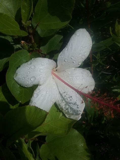 Hibiscus Wilders White In 150mm Advanced Pot Trigg Plants