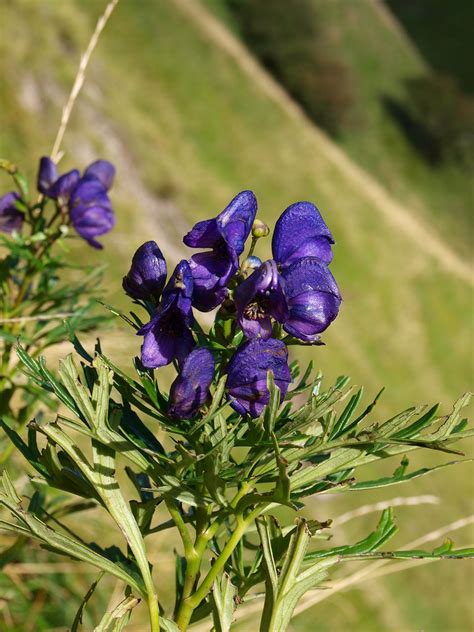 Aconitum Napellus L Aezkoa Garazi Navarra Aquitania SPE Flickr