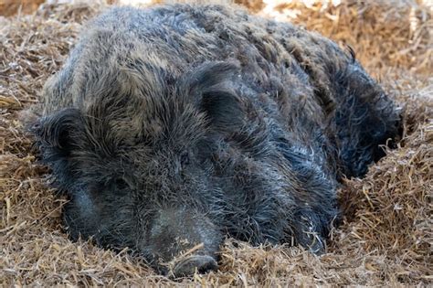 Premium Photo Wild Boar Sus Scrofa Resting On A Straw