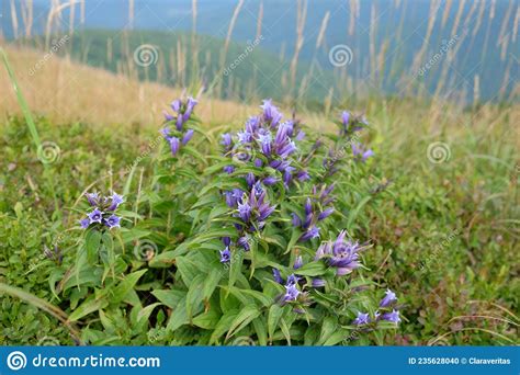 Willow Gentian Gentiana Asclepiadea Babia Hora Hill Slovakia