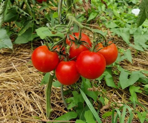 Legajny Tomaten Aus Kurpfalz Samenfeste Salattomate