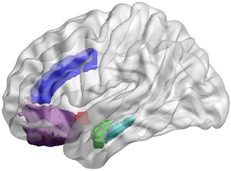 Illustration Of Cortical And Subcortical Rois In Standard Space For