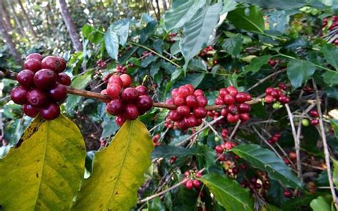 Discovering The Bbtc Coffee Varietal Coffee Plant Varietal Dwarf Plants