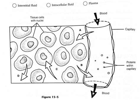 Figure Illustrates The Three Major Fluid Compartments Quizlet