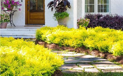 Yellow Shrubs | Landscape Options - PlantingTree