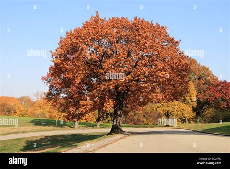 Fall Colors in the Forest Stock Photo - Alamy