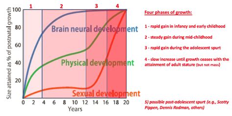 Lessons In Growth Maturation Scammons Curves