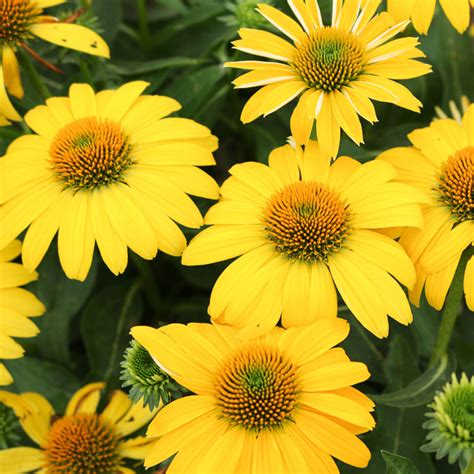 Echinacea Sombrero Lemon Yellow Buy Coneflower Perennials Online