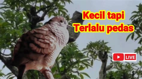 Perkutut Lokal Gacor Suara Merdu Kecil Bikin Lawan Nyaut YouTube