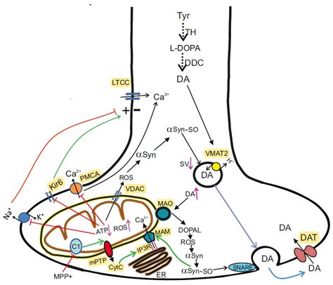 Ijms Free Full Text Molecular And Cellular Interactions In Pathogenesis Of Sporadic