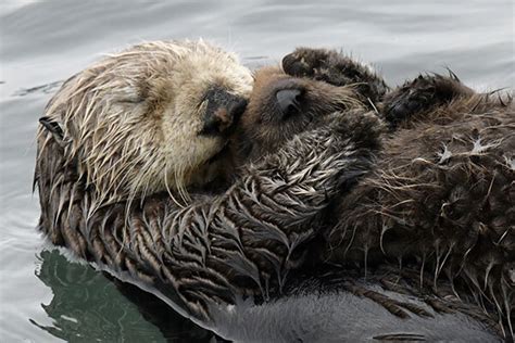 Sea Otter Mother Holds Her Pup Close for a Nap and a Nuzzle — The Daily ...