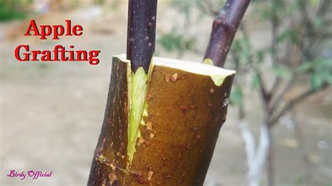 Apple Tree Grafting How To Graft Fruit Tree Youtube