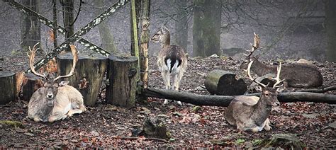 Promenade dans le parc à gibier de Saint Hubert Province Flickr