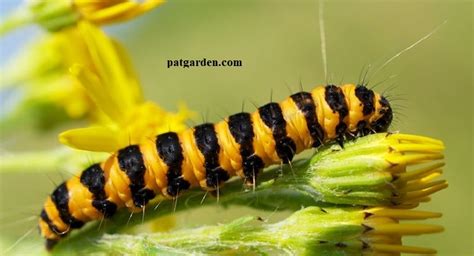 Black And Yellow Caterpillar What Could It Be A Z Animals 59 Off