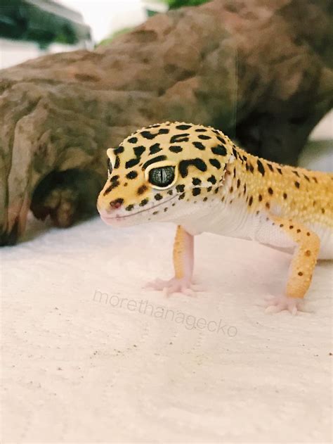 Leopard gecko | Pet lizards, Leopard gecko, Cute animals