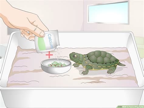 How Many Baby Turtles Can A Turtle Have - Baby Viewer