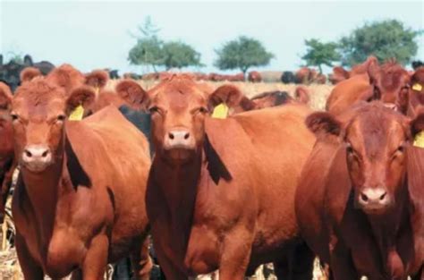 Ganadería Bases Para Mejorar La Rentabilidad Tranquera Adentro Sociedad Rural De Rosario