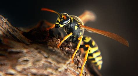 How To Get Rid Of Hornets Naturally Empire Pest Control London