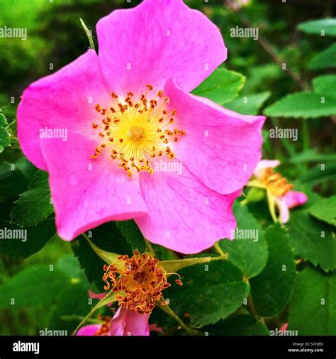 Alberta wild rose hi-res stock photography and images - Alamy