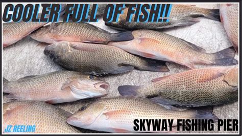 Skyway Fishing Pier Snapper And Grouper Fishing With Live Shrimp Youtube