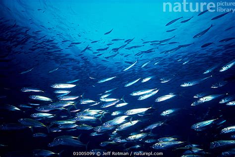 Stock Photo Of Pacific Mackerel Schooling Scomber Japonicus